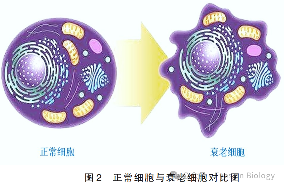1745399144639031.png 640 (3).png