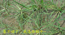 说明: IMG_265